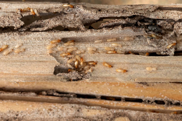 Best Pest Removal Services  in Marshall, MO